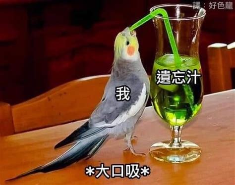 遺忘汁意思